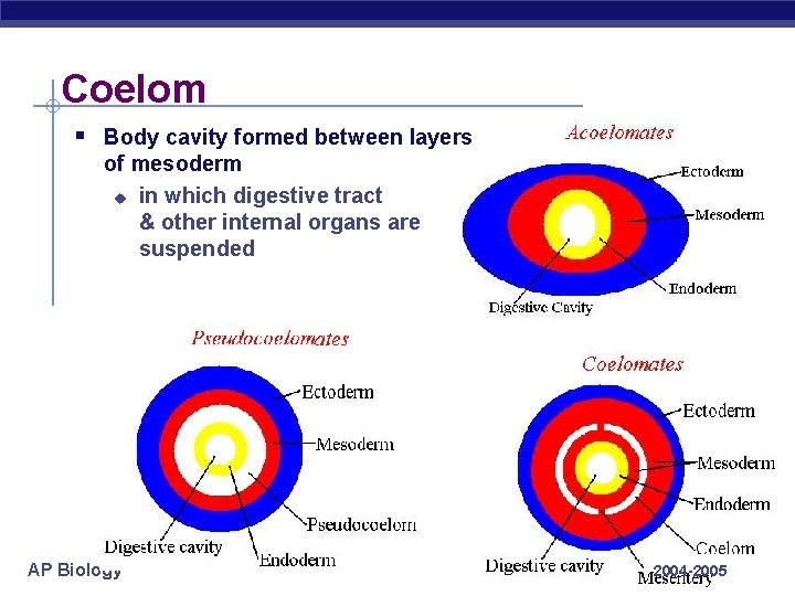 Coelom § Body cavity formed between layers of mesoderm u in which digestive tract