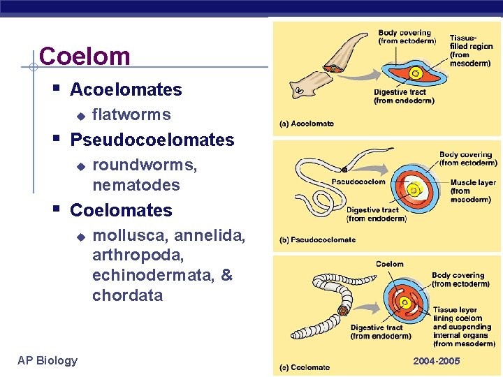 Coelom § Acoelomates u flatworms § Pseudocoelomates u roundworms, nematodes § Coelomates u AP