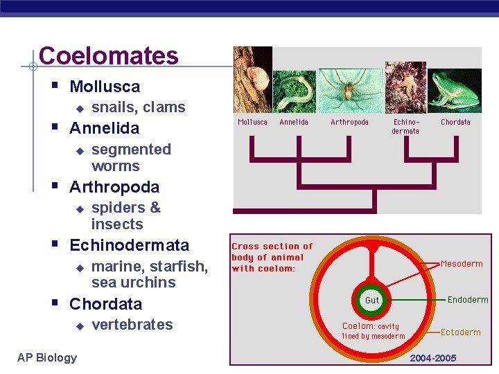 Coelomates § Mollusca u snails, clams § Annelida u segmented worms § Arthropoda u