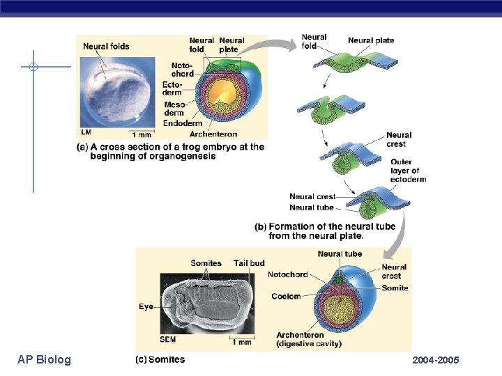 AP Biology 2004 -2005 