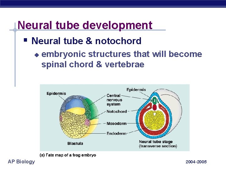 Neural tube development § Neural tube & notochord u AP Biology embryonic structures that