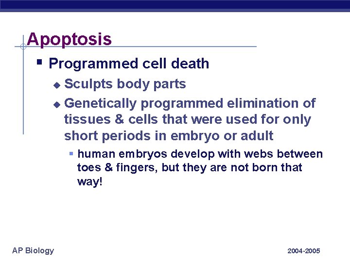 Apoptosis § Programmed cell death Sculpts body parts u Genetically programmed elimination of tissues