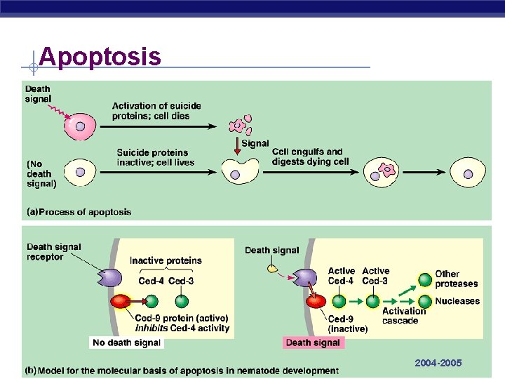 Apoptosis AP Biology 2004 -2005 