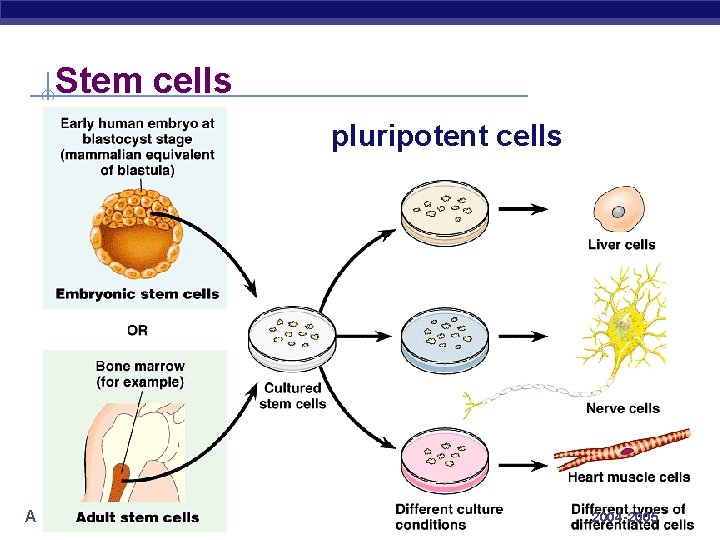 Stem cells pluripotent cells AP Biology 2004 -2005 