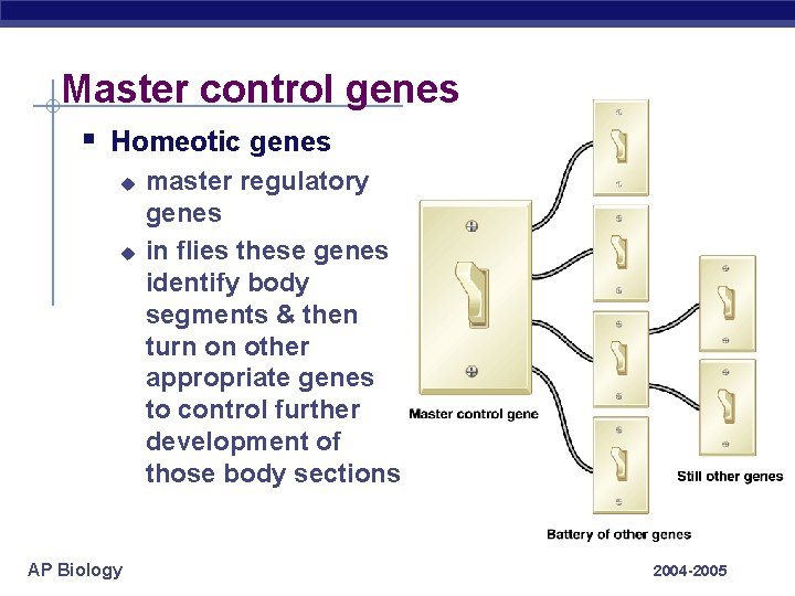 Master control genes § Homeotic genes u u AP Biology master regulatory genes in