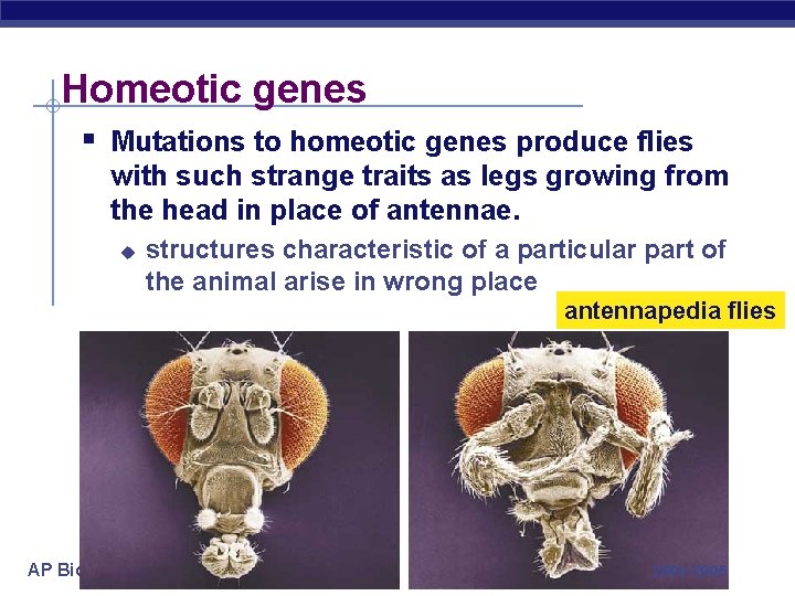 Homeotic genes § Mutations to homeotic genes produce flies with such strange traits as
