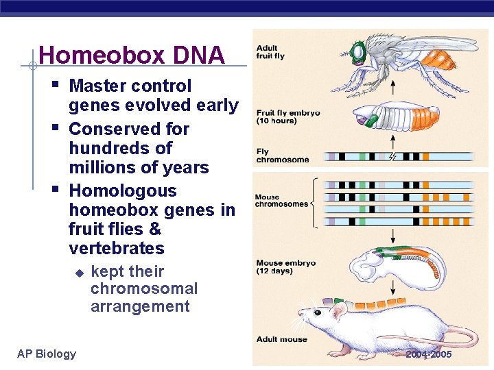 Homeobox DNA § Master control § § genes evolved early Conserved for hundreds of