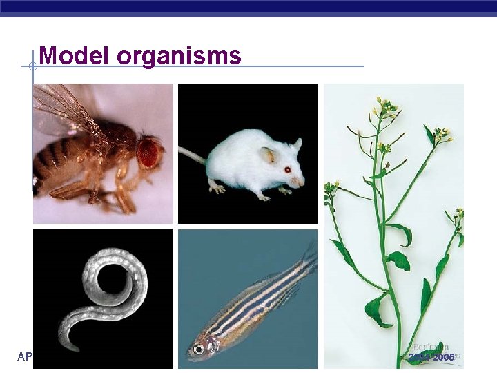 Model organisms AP Biology 2004 -2005 