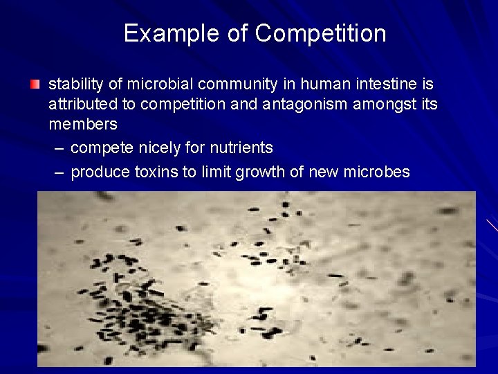 Example of Competition stability of microbial community in human intestine is attributed to competition