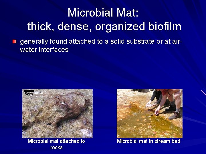Microbial Mat: thick, dense, organized biofilm generally found attached to a solid substrate or