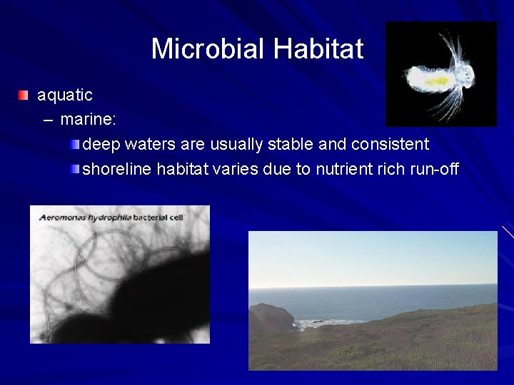 Microbial Habitat aquatic – marine: deep waters are usually stable and consistent shoreline habitat