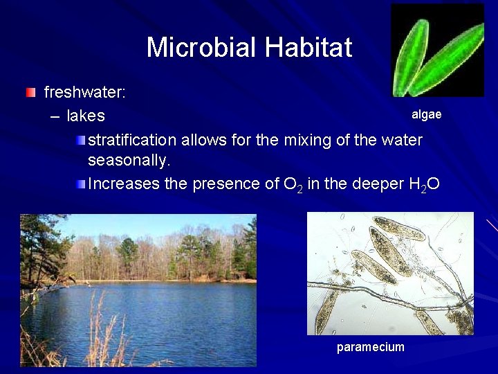 Microbial Habitat freshwater: algae – lakes stratification allows for the mixing of the water