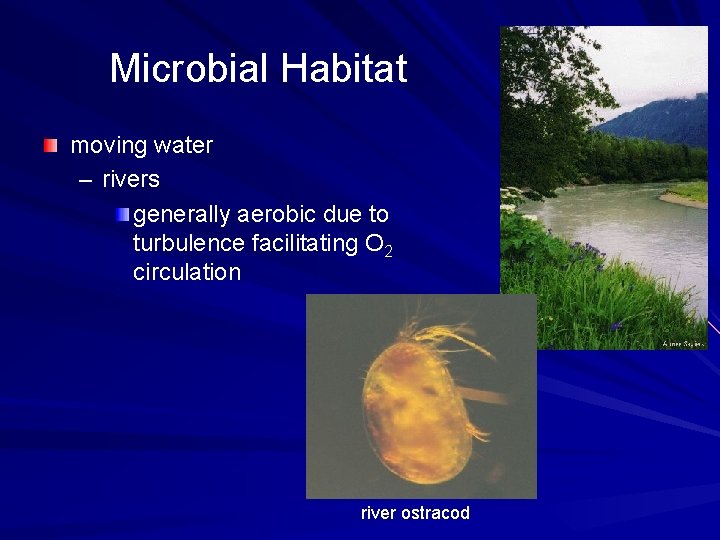 Microbial Habitat moving water – rivers generally aerobic due to turbulence facilitating O 2