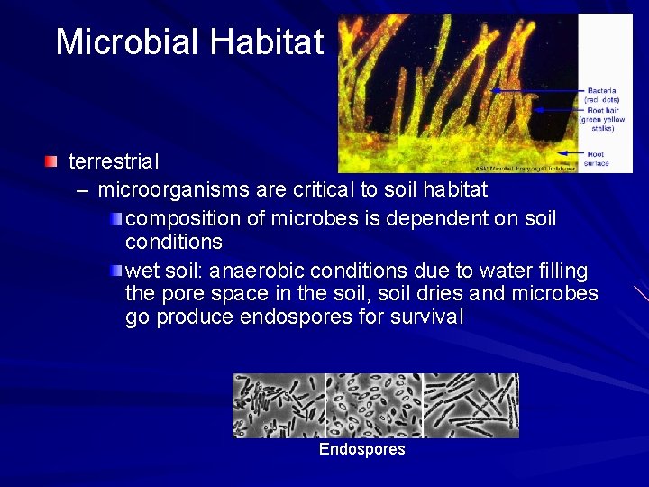 Microbial Habitat terrestrial – microorganisms are critical to soil habitat composition of microbes is