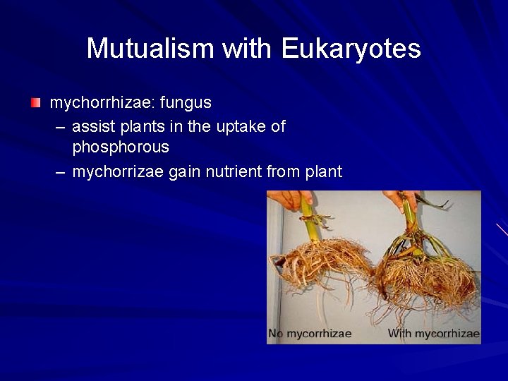 Mutualism with Eukaryotes mychorrhizae: fungus – assist plants in the uptake of phosphorous –