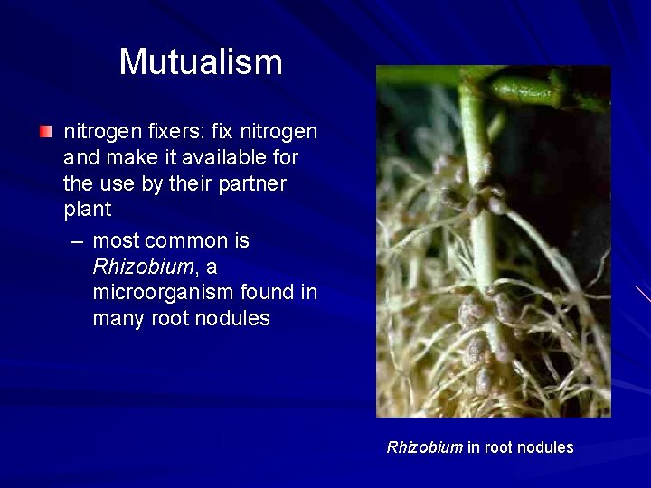 Mutualism nitrogen fixers: fix nitrogen and make it available for the use by their