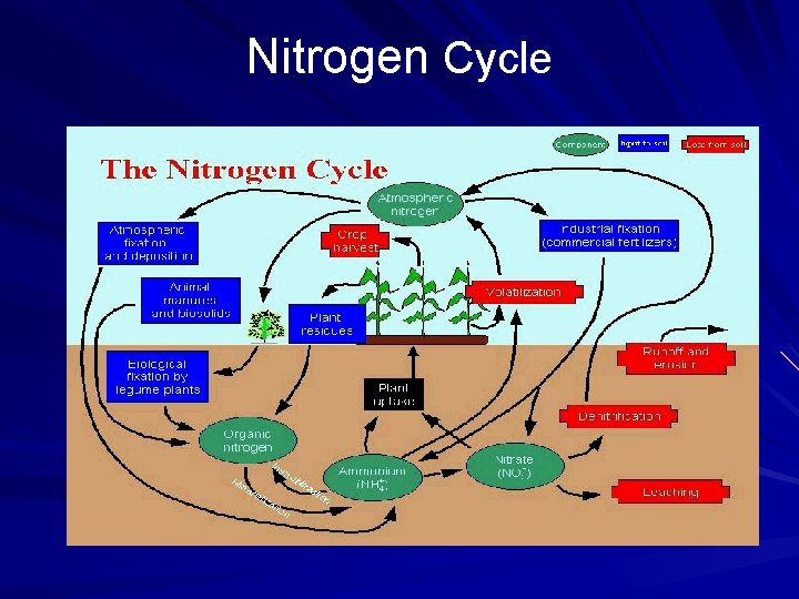 Nitrogen Cycle 