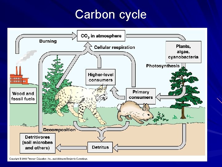 Carbon cycle 