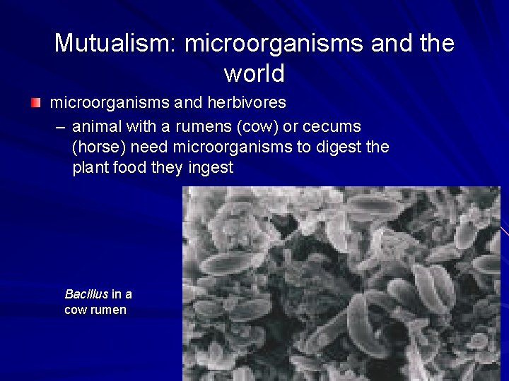 Mutualism: microorganisms and the world microorganisms and herbivores – animal with a rumens (cow)
