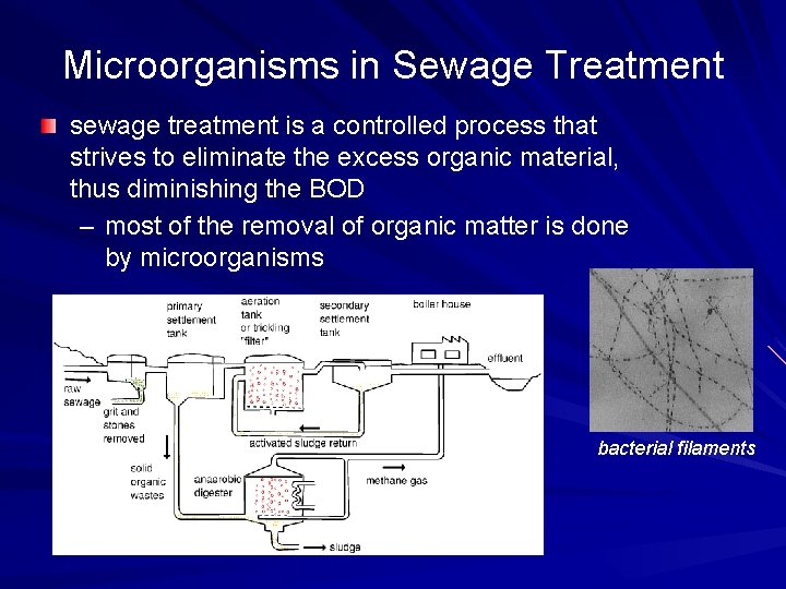 Microorganisms in Sewage Treatment sewage treatment is a controlled process that strives to eliminate