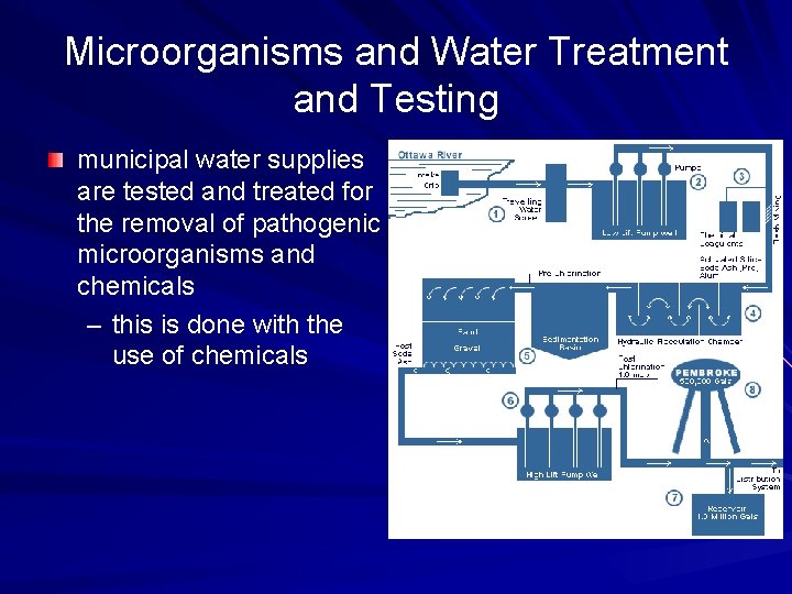 Microorganisms and Water Treatment and Testing municipal water supplies are tested and treated for