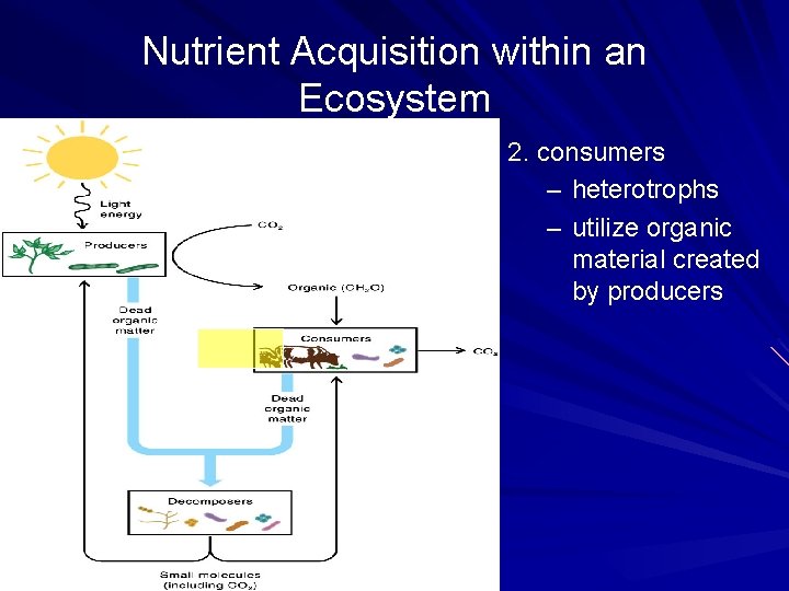 Nutrient Acquisition within an Ecosystem 2. consumers – heterotrophs – utilize organic material created