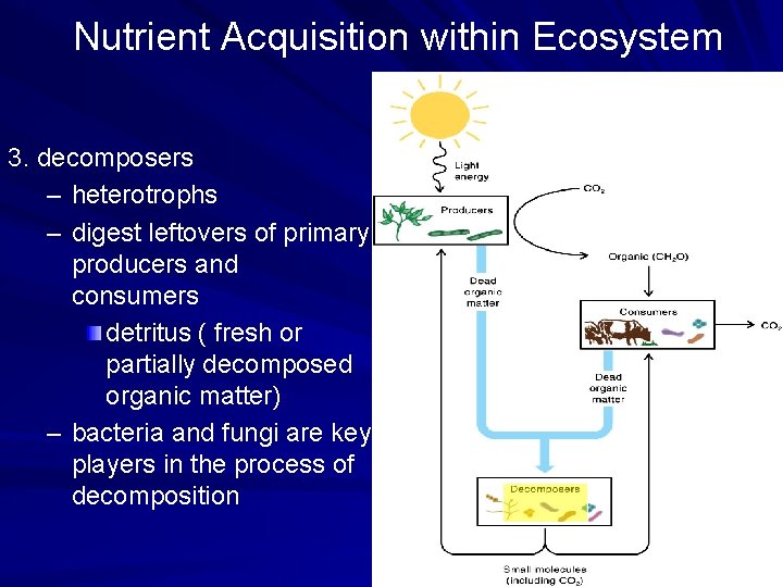 Nutrient Acquisition within Ecosystem 3. decomposers – heterotrophs – digest leftovers of primary producers