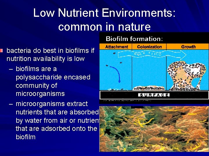 Low Nutrient Environments: common in nature bacteria do best in biofilms if nutrition availability