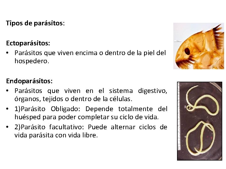 Tipos de parásitos: Ectoparásitos: • Parásitos que viven encima o dentro de la piel