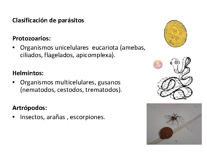 Clasificación de parásitos Protozoarios: • Organismos unicelulares eucariota (amebas, ciliados, flagelados, apicomplexa). Helmintos: •