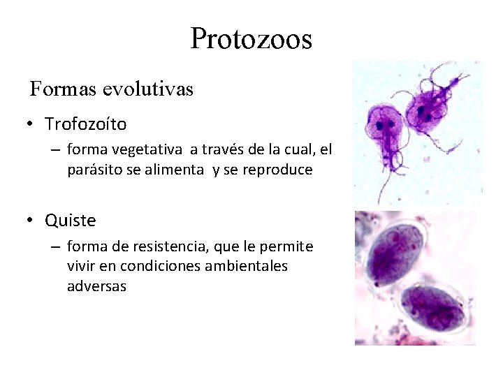 Protozoos Formas evolutivas • Trofozoíto – forma vegetativa a través de la cual, el