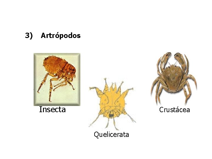 3) Artrópodos Insecta Crustácea Quelicerata 