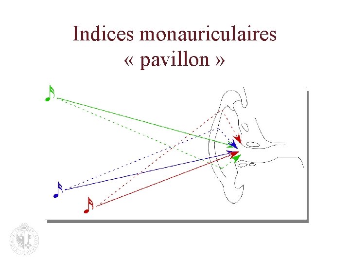 Indices monauriculaires « pavillon » 