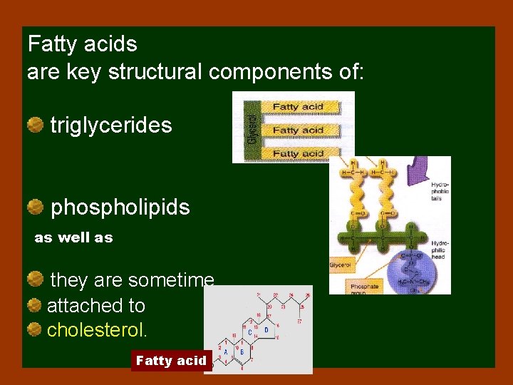 Fatty acids are key structural components of: triglycerides phospholipids as well as they are Fatty acids are key structural components of: triglycerides phospholipids as well as they are