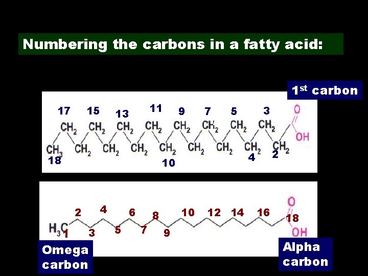 Numbering the carbons in a fatty acid: 1 st carbon 17 15 11 13 Numbering the carbons in a fatty acid: 1 st carbon 17 15 11 13