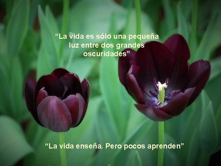 “La vida es sólo una pequeña luz entre dos grandes oscuridades” “La vida enseña.
