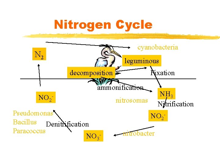 Nitrogen Cycle cyanobacteria N 2 leguminous decomposition Fixation ammonification NO 2 Pseudomonas Bacillus Denitrification