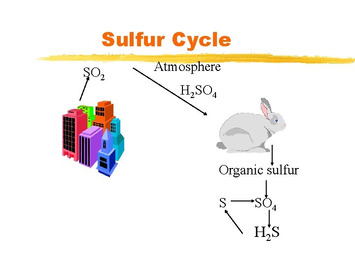 Sulfur Cycle SO 2 Atmosphere H 2 SO 4 Organic sulfur S SO 4