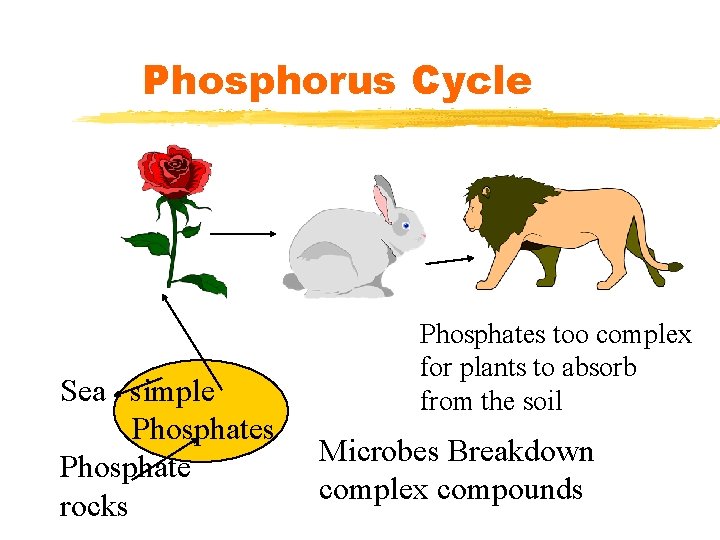 Phosphorus Cycle Sea simple Phosphates Phosphate rocks Phosphates too complex for plants to absorb