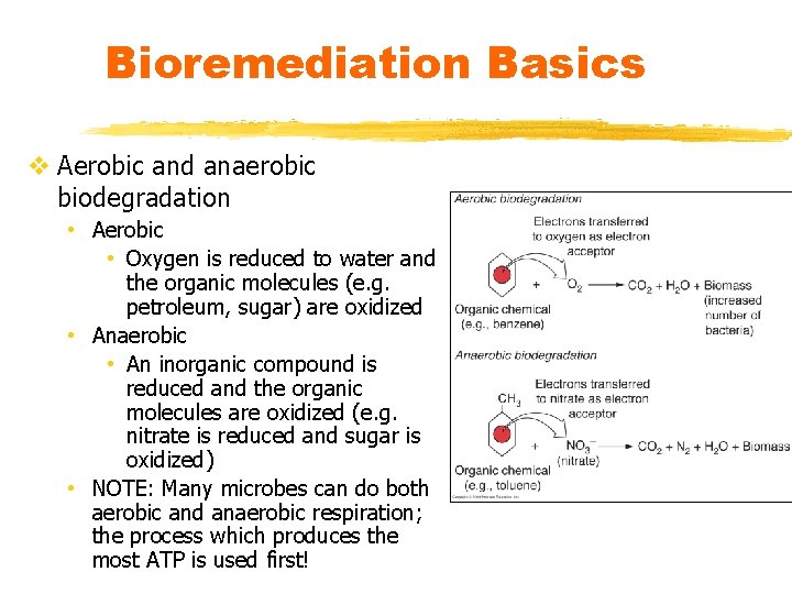 Bioremediation Basics v Aerobic and anaerobic biodegradation • Aerobic • Oxygen is reduced to