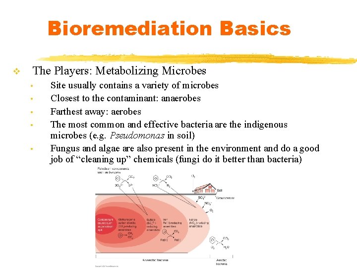 Bioremediation Basics v The Players: Metabolizing Microbes • • • Site usually contains a