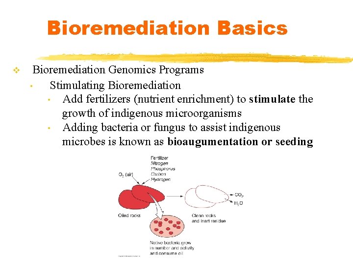 Bioremediation Basics v Bioremediation Genomics Programs • Stimulating Bioremediation • Add fertilizers (nutrient enrichment)