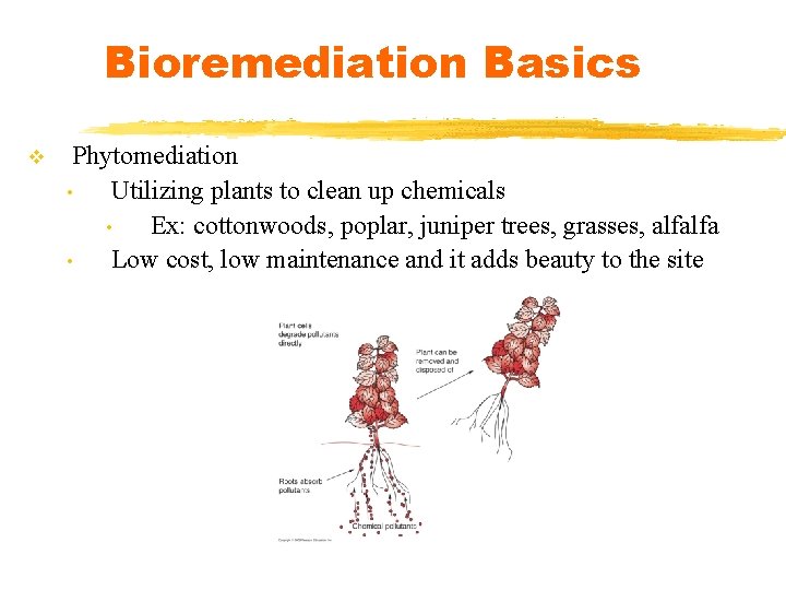 Bioremediation Basics v Phytomediation • Utilizing plants to clean up chemicals • Ex: cottonwoods,