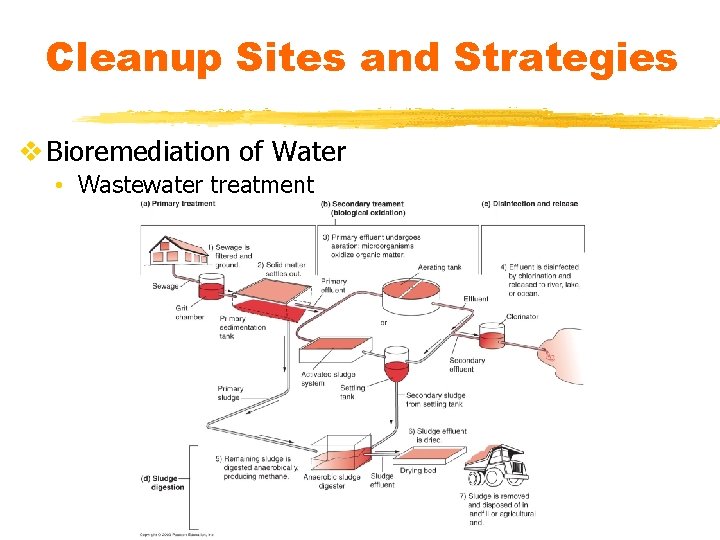 Cleanup Sites and Strategies v Bioremediation of Water • Wastewater treatment 