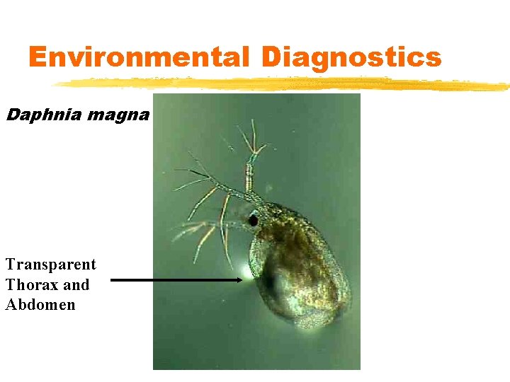 Environmental Diagnostics Daphnia magna Transparent Thorax and Abdomen 
