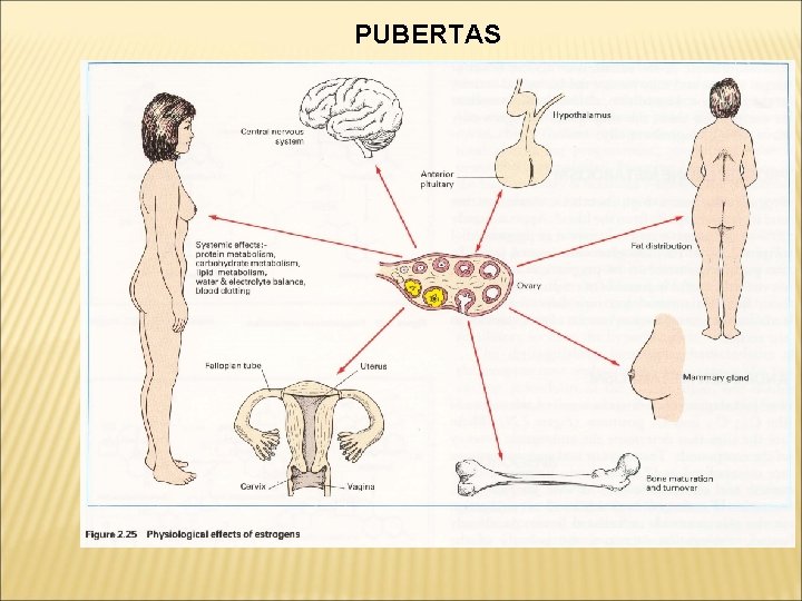 PUBERTAS 