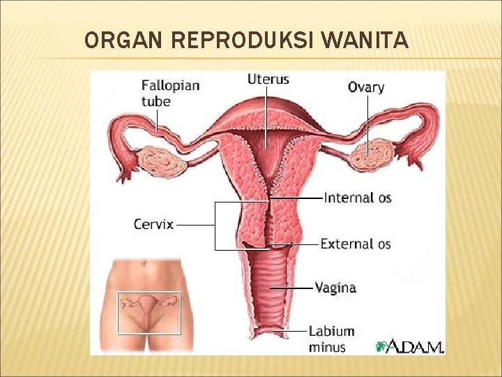 ORGAN REPRODUKSI WANITA 