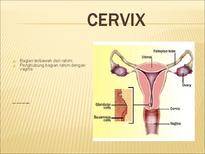 CERVIX Bagian terbawah dari rahim Penghubung bagian rahim dengan vagina Source: American Cancer Society