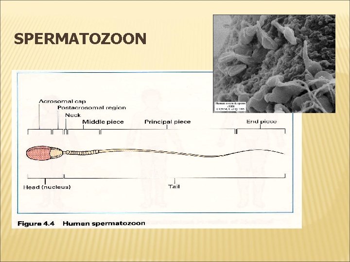 SPERMATOZOON 