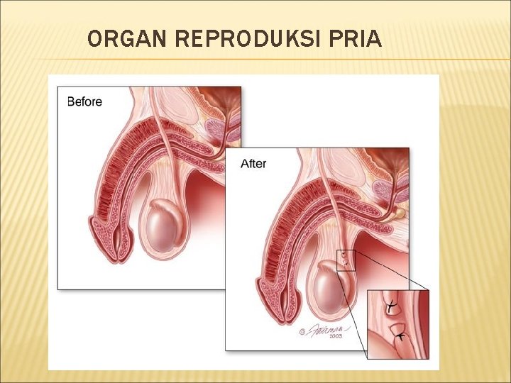 ORGAN REPRODUKSI PRIA 